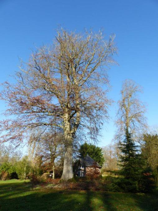 Appartement André Le Nôtre dans château XIX ème Bracquetuit Exterior foto